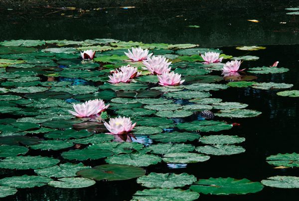 the lotus flower in a pond